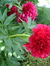 RoseAnn