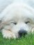 Llamalover