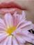heather ♥