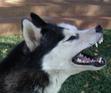 Wolfswan