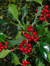 Holly