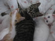 Cat *living for the One who breaths life into me* Cat *living for the One who breaths life into me*