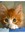 Adil's icon