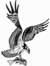 Hawk