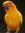 Ducky