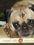 Jennifer - ReadingwithPugs