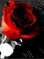 Blood Rose Books