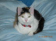 Stepha