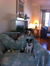Mom24dogs