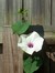 Holly