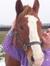 Appaloosa05
