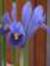 Randomiris