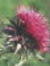 thistle