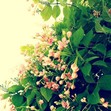 Sherifa
