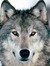 Wolf Hertzberg
