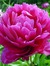 Parisflower