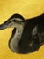 Puddlyduck