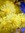 Goldenwattle
