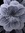 Ayrie's icon