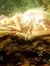 The_book_fairy11
