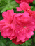 Rhapsody