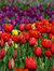 V.
