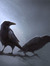 Akira Ravens