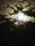 Moonshadow