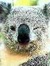 Aussiescribbler Aussiescribbler