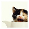 Shara (Calico Reaction)
