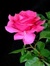 Ania