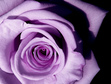 Rose Cimarron