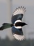 Aves