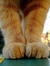 Shoevampire