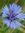 Ganjani's icon