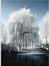Silverwillow