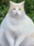 Fatcatwatch
