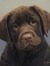 Jean Labrador