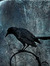 Corvidae
