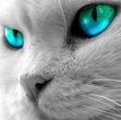 MJ