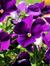 Purple871