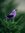 Birdie (purple_feather22) | 294 comments