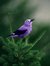 Birdie