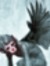 Wingedmonkey