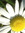 Marjoram's icon