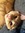 Tabitha's icon