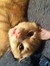Tabitha