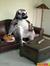 bobo the baboon (harry makinson)