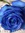Bluerose07