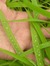 Abhilasha